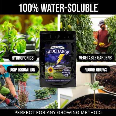 Vibrant flowering plants display large buds when fed BudCharge during peak bloom