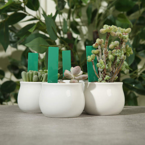 MIHEY organize your garden with these green plant labels.