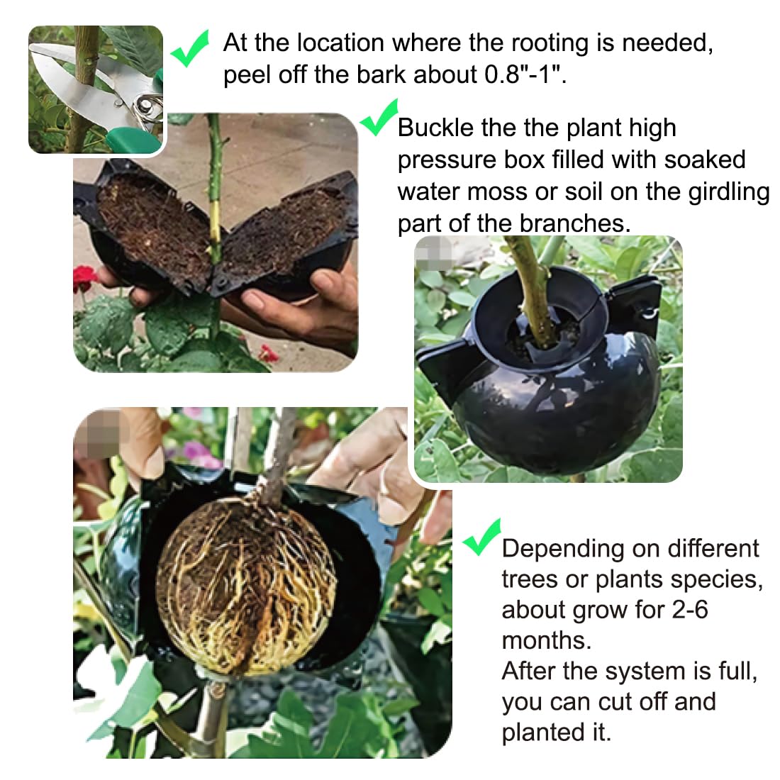 MIIIM air layering ball large closeup supports robust root development on thicker stems