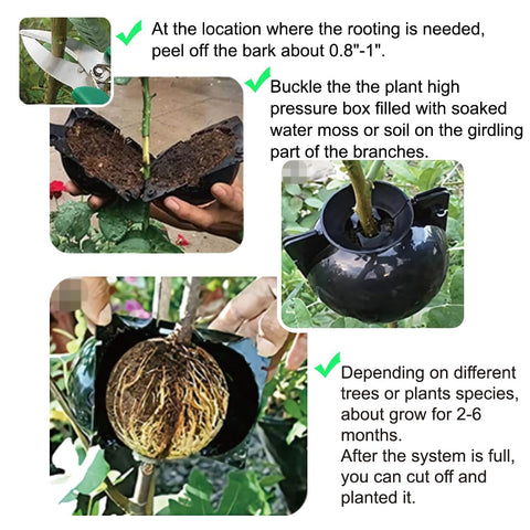 MIIIM air layering ball large closeup supports robust root development on thicker stems