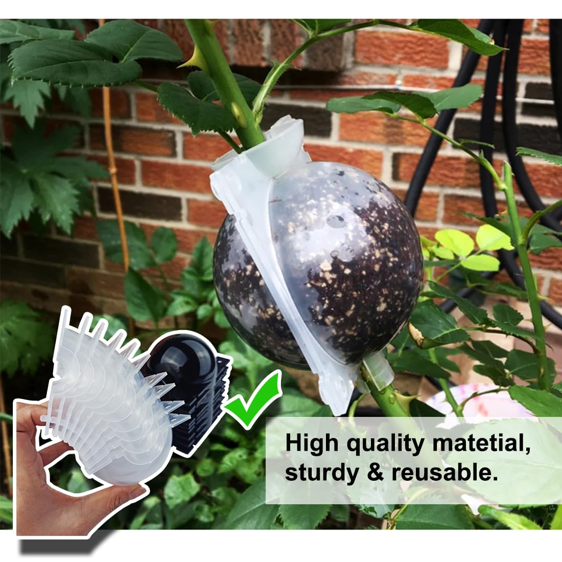 MIIIM air layering pod clear large view demonstrates root formation progress