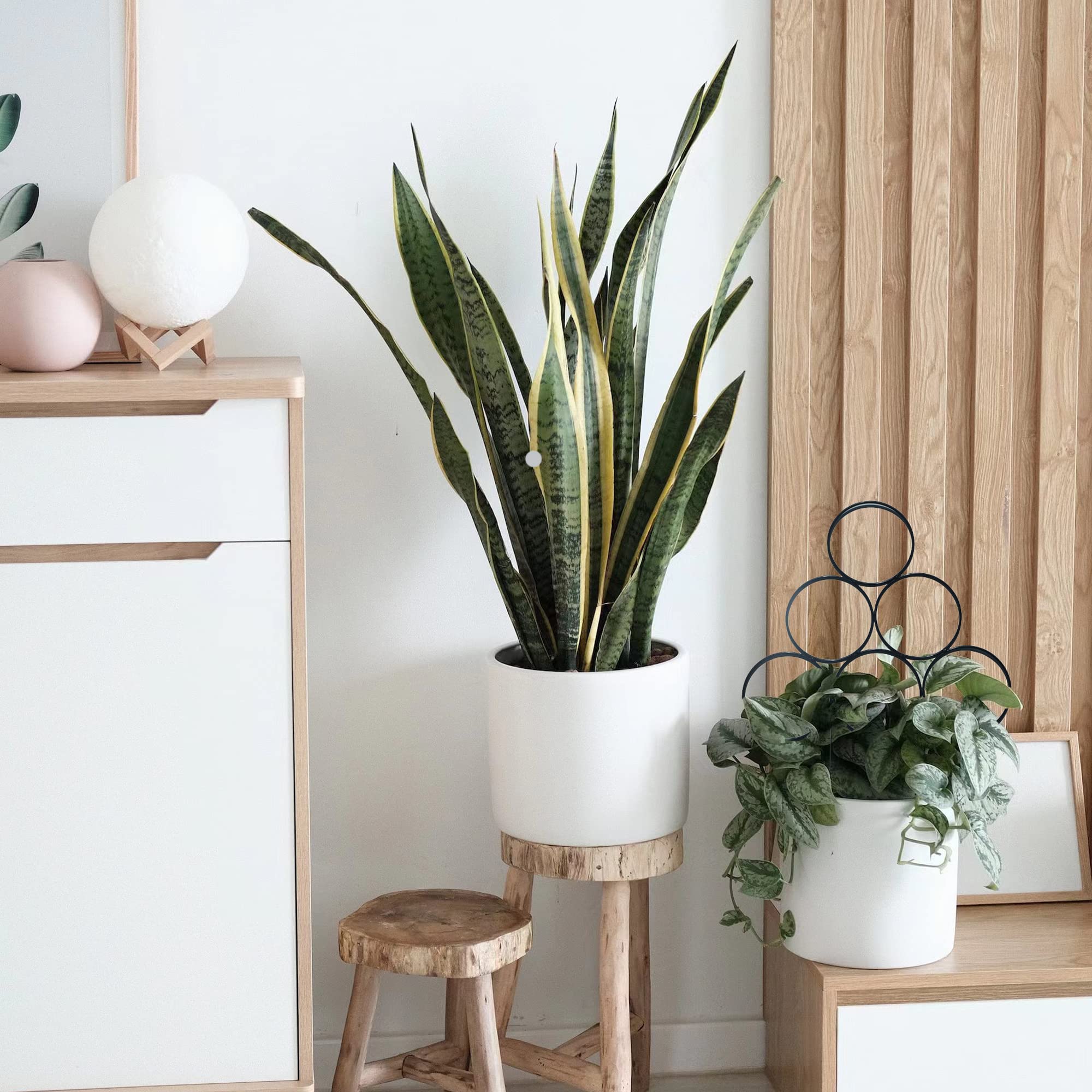 MIJAYENV plant support suitable for Monstera and ivy growth