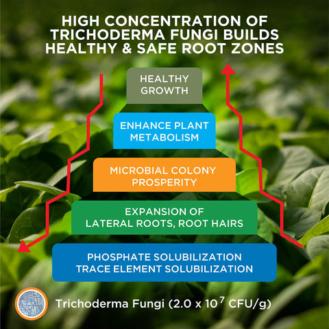 Mikrobs Mikro-Root lateral roots growth improving root spread.