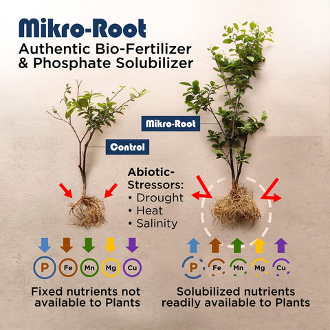 Mikrobs Mikro-Root phosphate solubilization enabling mineral access.
