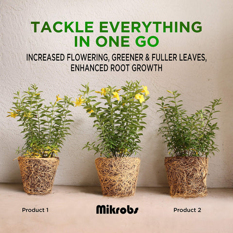 Mikrobs-plant-growth-and-flower-vibrance demonstrates stronger growth and vibrant blooms.