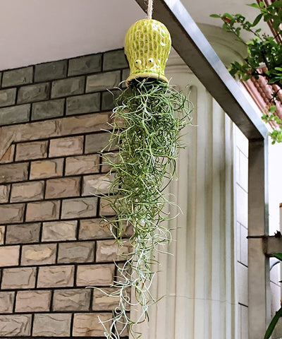 Mimeela octopus air plant holder gray keeps plants organized stylishly