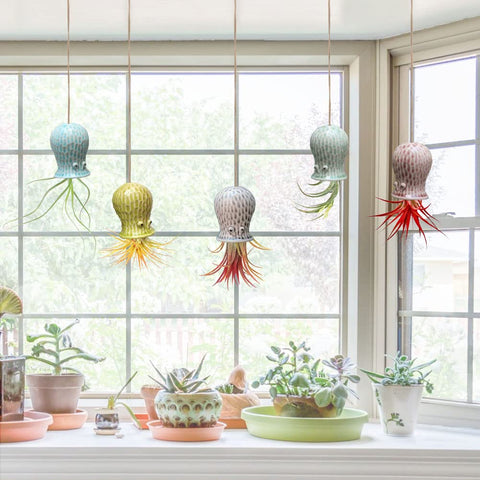 Mimeela octopus air plant holder in umber creates cozy wall charm