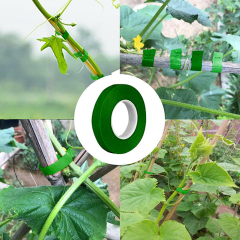 MINGRI indoor garden setup with vines secured using grafting tape.