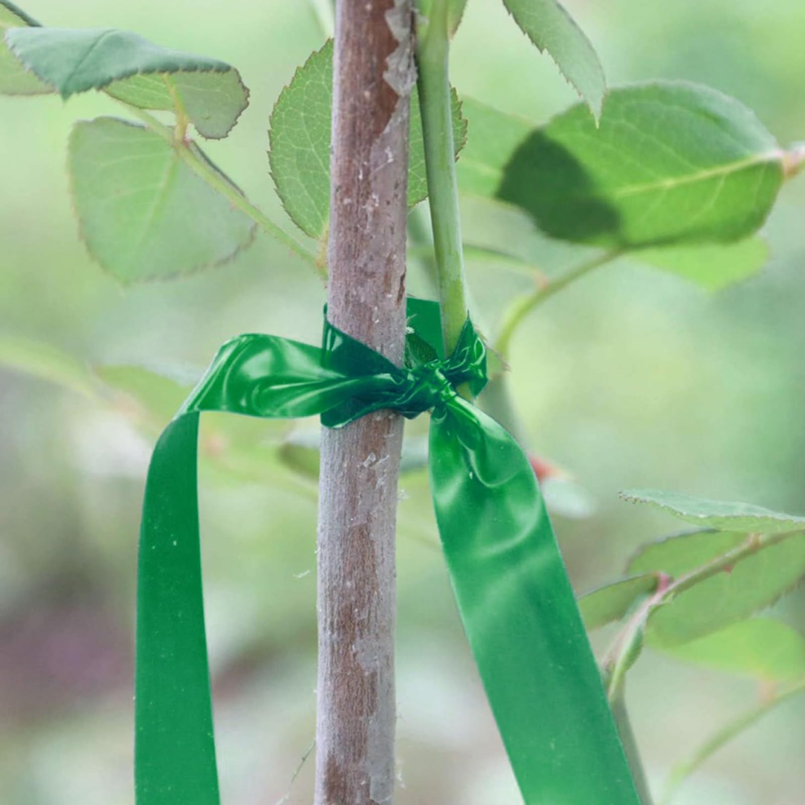 MINGRI outdoor vineyard scene with trees supported by tape.