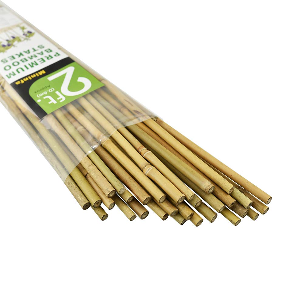 Mininfa bamboo stakes 2ft, 30-pack ready for sturdy tomato support.