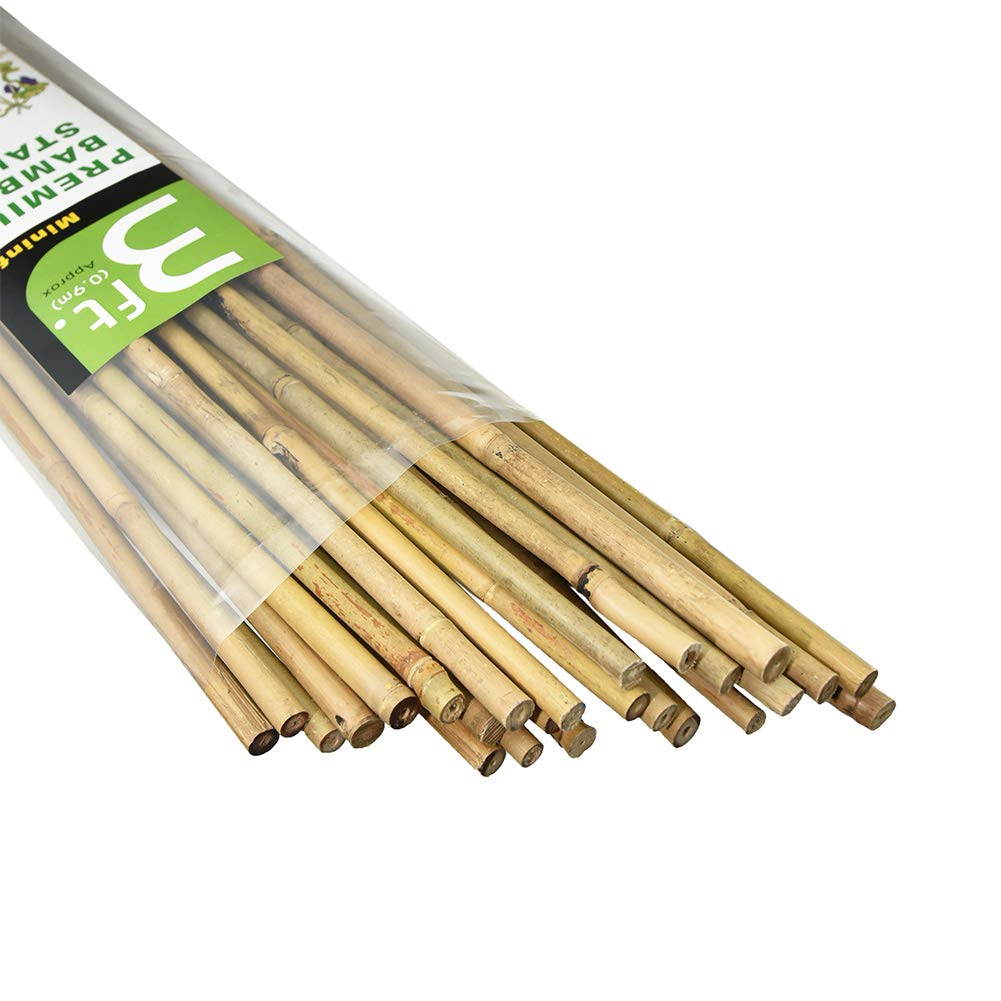 Mininfa bamboo stakes 3ft pack in use with tomatoes for sturdy support