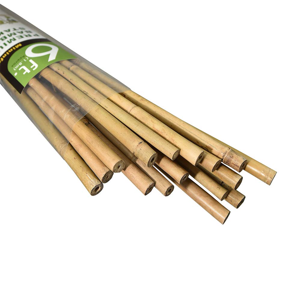 Mininfa bamboo stakes 6 ft provide sturdy tomato and bean support in the garden
