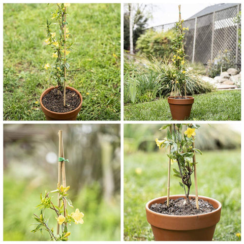 Mininfa bamboo stakes ideal for creating teepees and trellises.