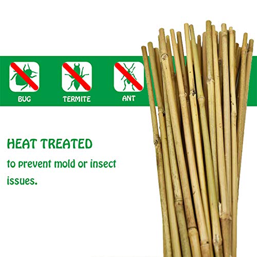 Mininfa bamboo stakes help tomato vines reach light with controlled movement.