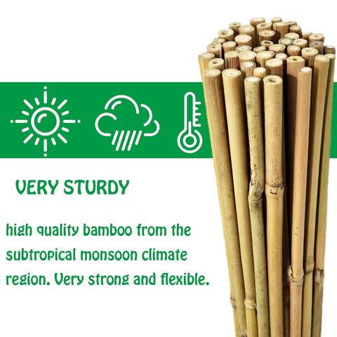 Mininfa bamboo stakes used as vine trellis for climbing beans.
