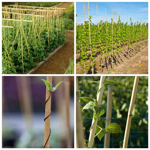 Mininfa trellis-teepee stakes 6 ft enable easy garden supports and setups
