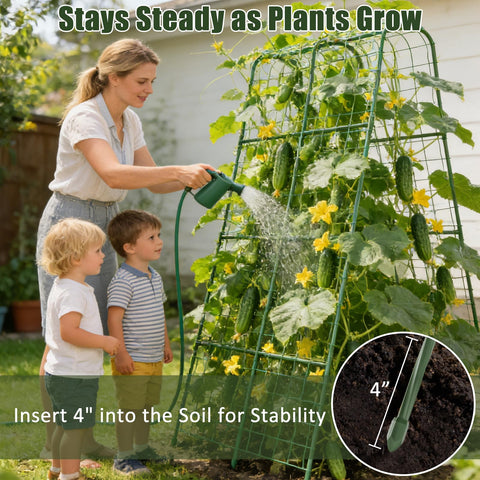 Miory trellis in sunlight boosts plants growth potential