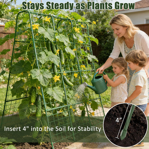 Miory cultivation-friendly frame promotes clean, soil-free fruiting.