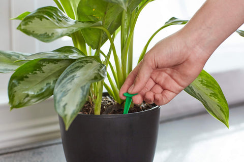Miracle-Gro aerator spike inserted into moist soil for steady nutrients.