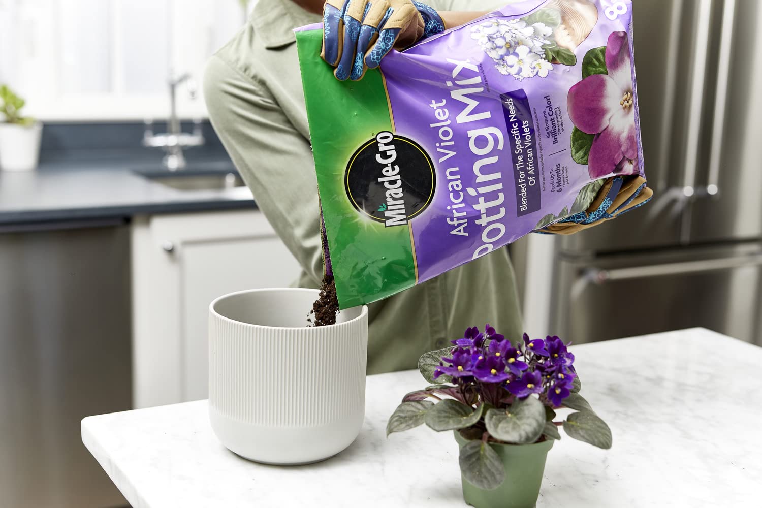 Close-up of African Violet blooms nourished by Miracle-Gro