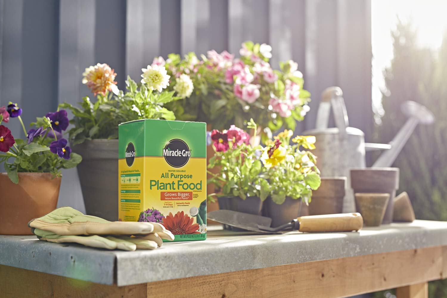 Measuring scoop for Miracle-Gro All Purpose Feed highlights precise dosing.