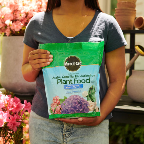 Miracle-Gro azalea camellia rhododendron food mixed in a watering can