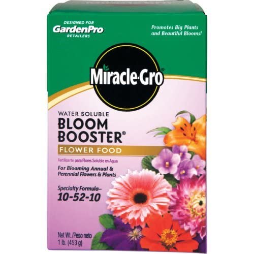 Miracle-Gro Bloom Booster applied via garden feeder for even distribution