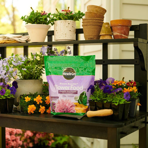Roses in full bloom benefiting from Miracle-Gro Bloom Booster