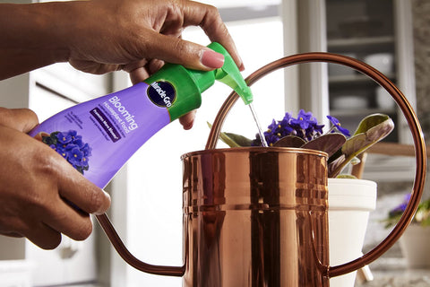 Miracle-Gro Blooming Houseplant Food for African violets and other flowering plants