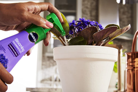 Applying Miracle-Gro Blooming Houseplant Food to soil for lush blooms