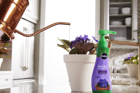 Healthy blooms from Miracle-Gro Blooming Houseplant Food on flowering houseplants