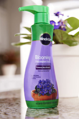 Pouring Miracle-Gro Blooming Houseplant Food to water for instant feeding