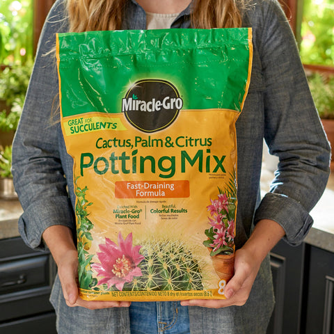 Indoor citrus plant in pot using Miracle-Gro mix for healthy growth.