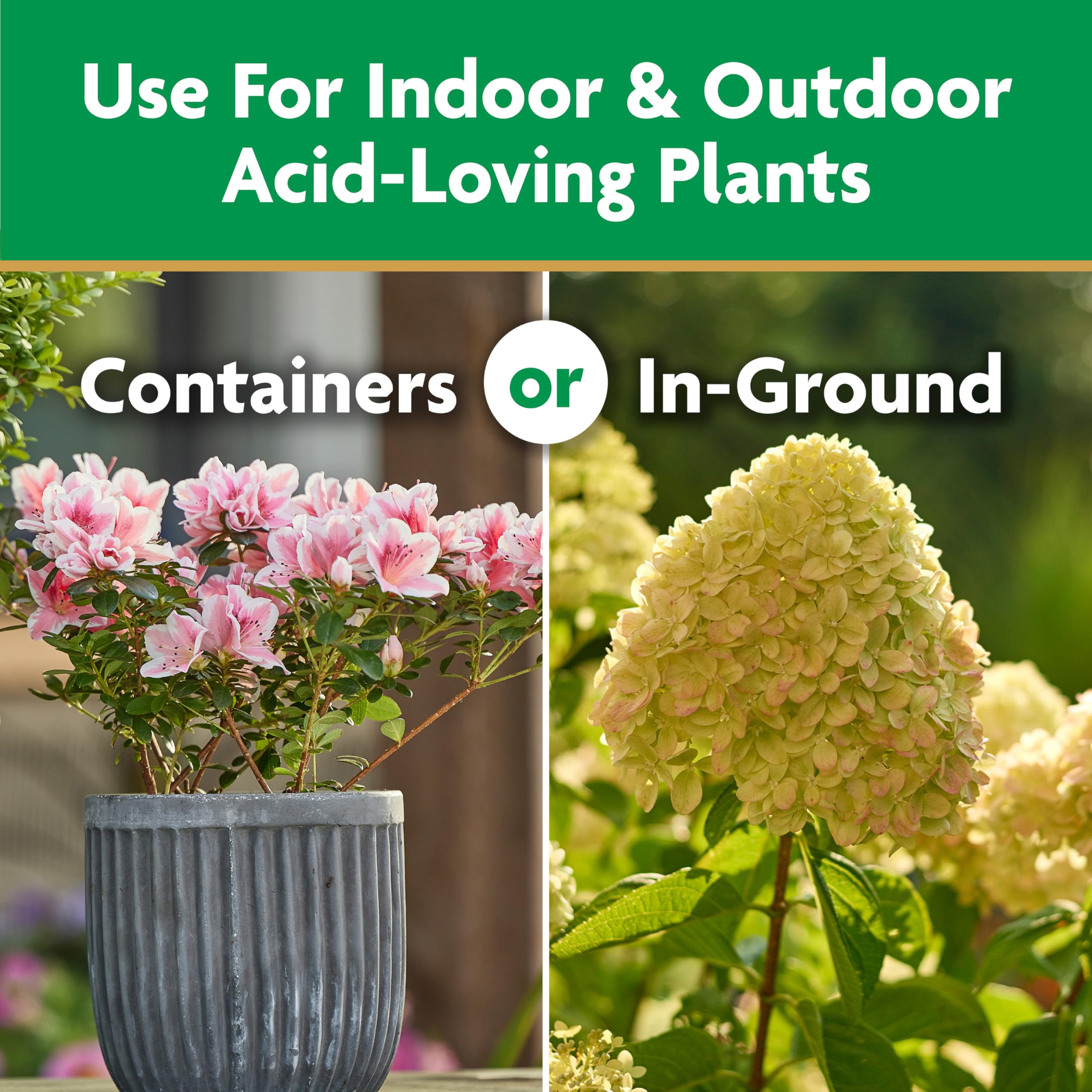 Miracle-Gro feeds soil around hydrangeas for vibrant blooms