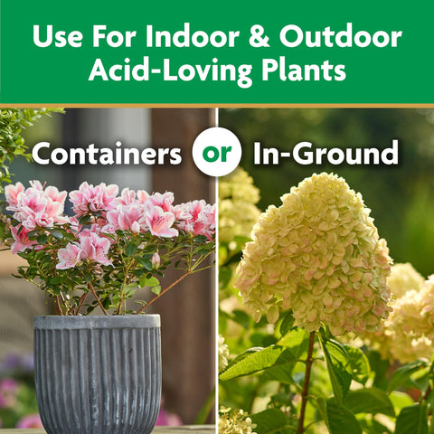 Miracle-Gro feeds soil around hydrangeas for vibrant blooms