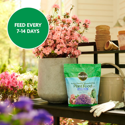 Miracle-Gro fertilizer bottle beside blooming camellias in the garden