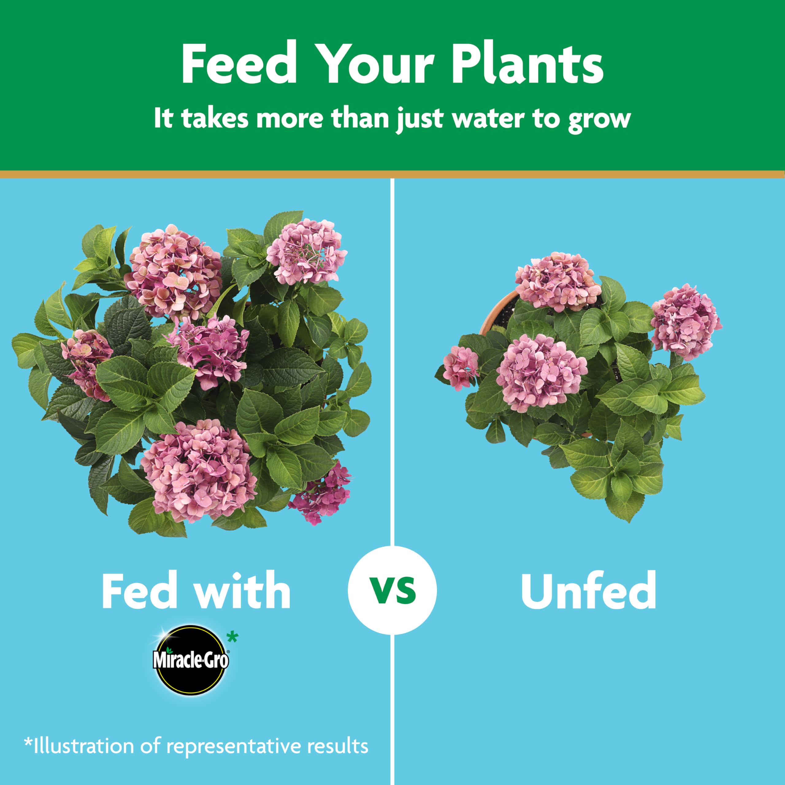 Miracle-Gro Garden Feeder delivering nutrients to outdoor rhododendrons