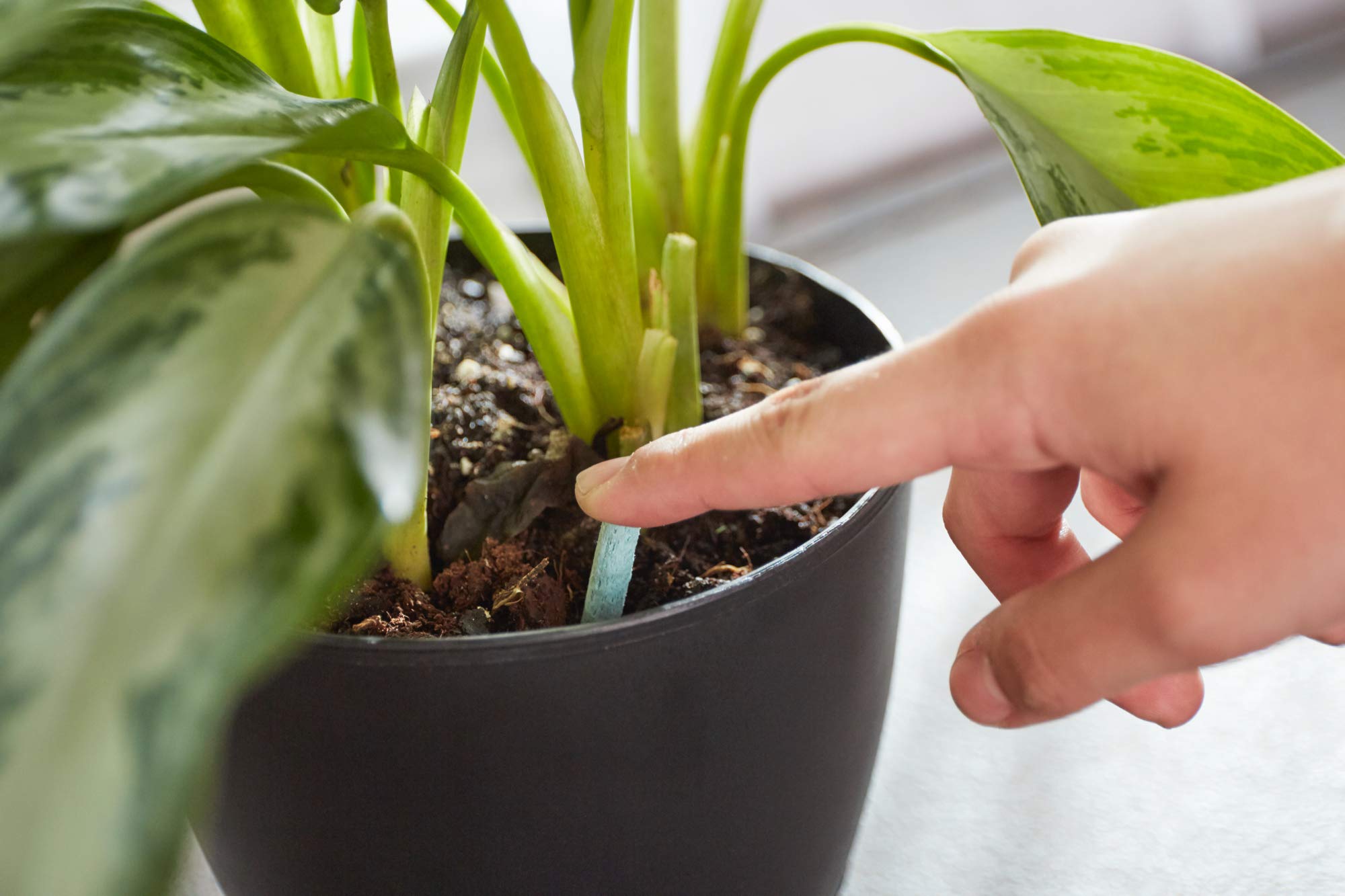 Miracle-Gro healthy houseplants thriving with consistent spike feeding.