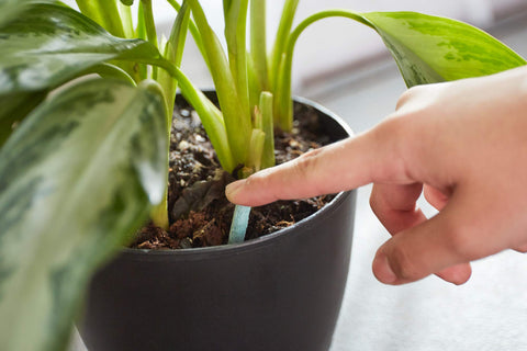 Miracle-Gro healthy houseplants thriving with consistent spike feeding.