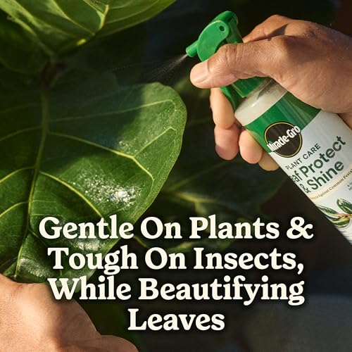 Healthy indoor plants glow with balanced nourishment from Miracle-Gro bundle