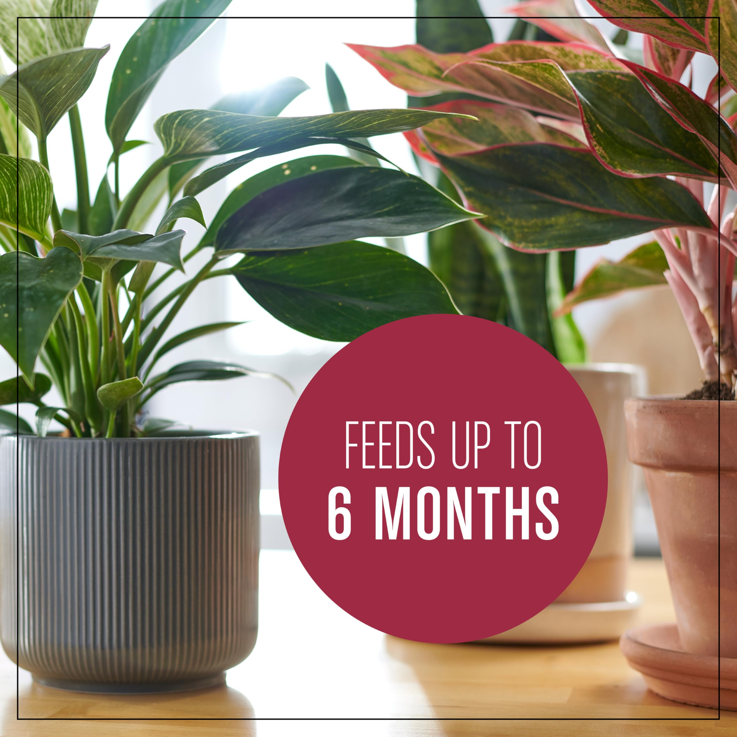 Container setup using Miracle-Gro mix promotes thriving pothos and other houseplants
