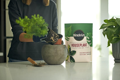 Pothos and monstera thrive with Miracle-Gro mix suitable for indoor plants