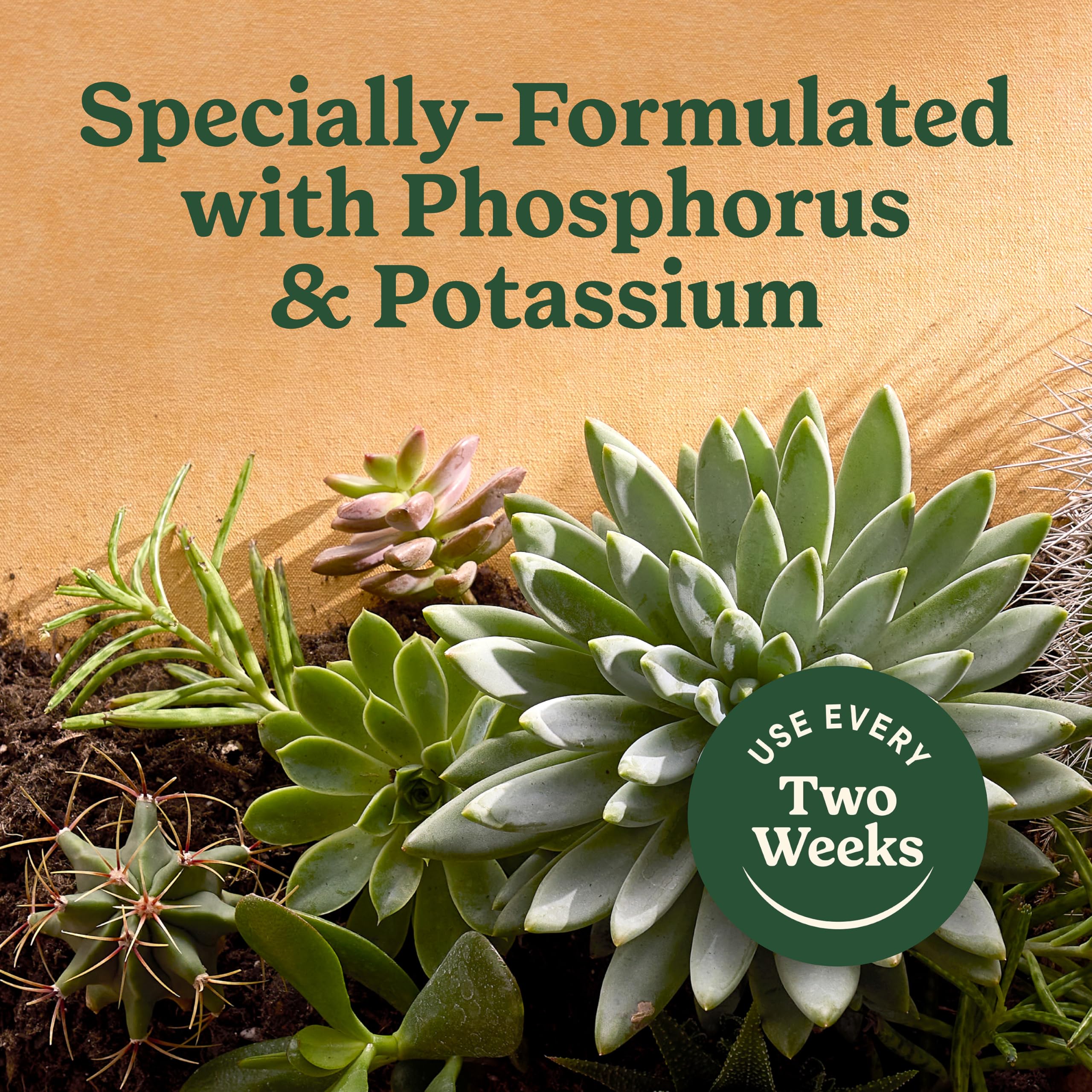 Miracle-Gro plant food applied to soil before watering succulents.