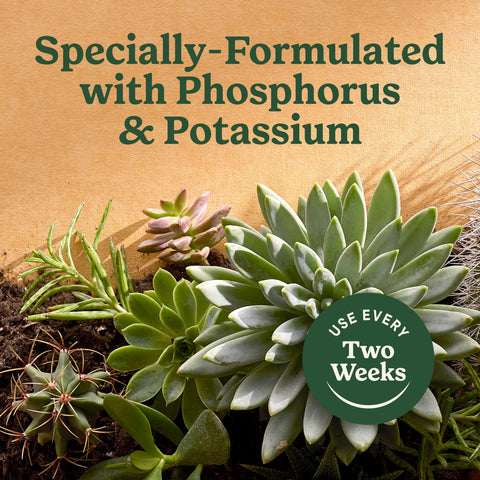 Miracle-Gro plant food applied to soil before watering succulents.