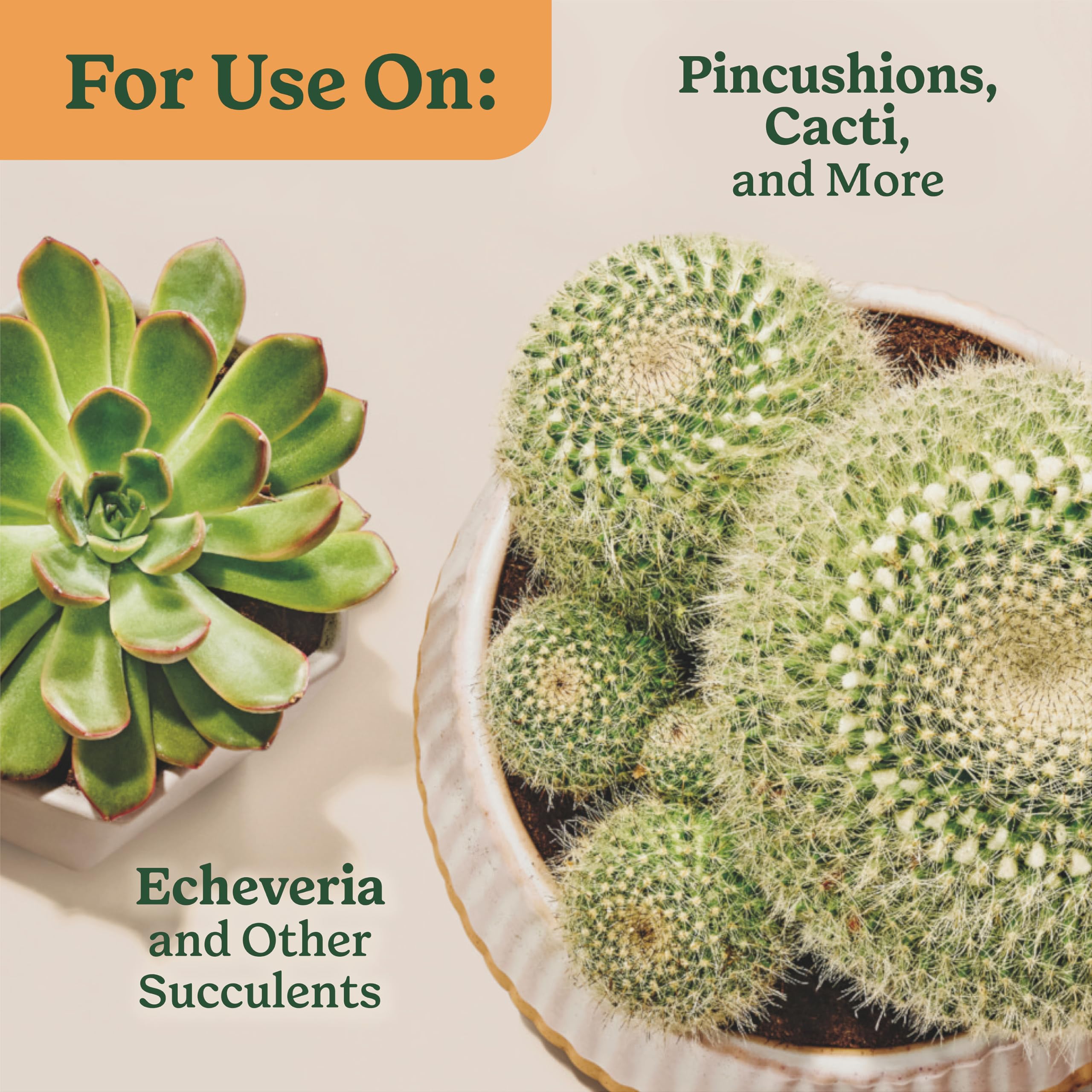 Miracle-Gro Indoor Plant Food pack shown for succulent care routine.