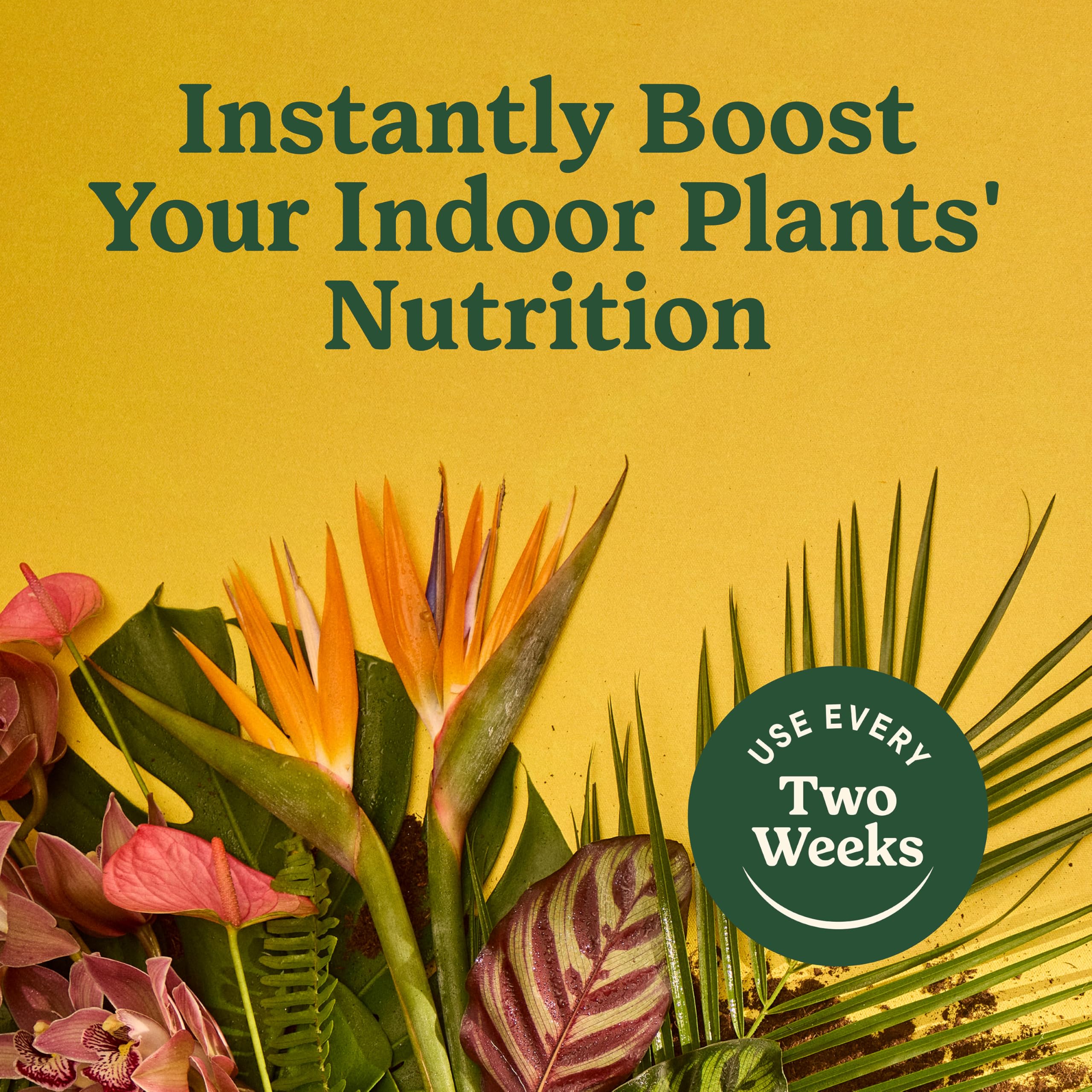 Miracle-Gro Indoor Plant Food supports flowers to bloom brighter and longer.