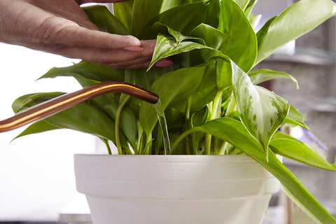 Miracle-Gro Indoor Plant Food bottle beside lush green foliage.