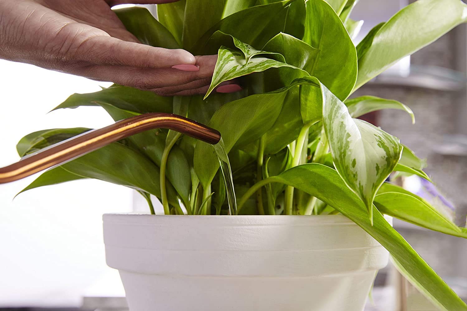 Miracle-Gro Indoor Plant Food green thriving indoor plants