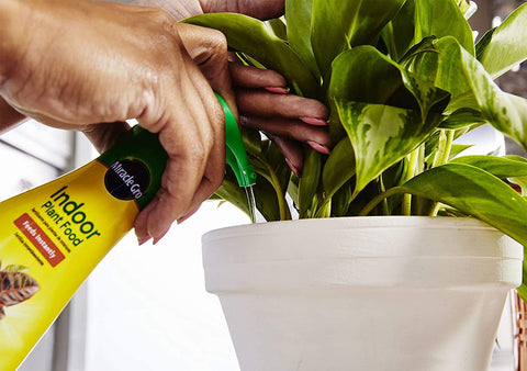Miracle-Gro Indoor Plant Food healthy leaves on sunlit windowsill