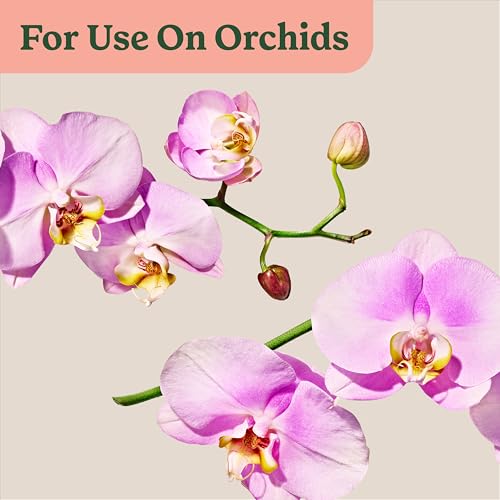 Dendrobium orchid being misted for nourished growth